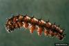 Pandora Moth caterpillar (Coloradia pandora)