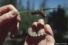 Pandora Moth caterpillar (Coloradia pandora)