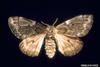 Pandora Moth (Coloradia pandora)