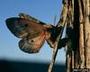 Pandora Moth (Coloradia pandora)