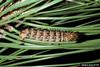 Pandora Moth caterpillar (Coloradia pandora)