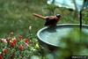 Northern Cardinal (Cardinalis cardinalis)