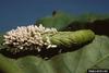 Braconid Wasp cocoons (Cotesia congregata)