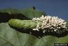 Braconid Wasp cocoons (Cotesia congregata)