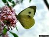 Large White Butterfly (Pieris brassicae)