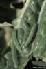 Cabbage White Butterfly (Pieris rapae) caterpillars