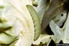 Cabbage White Butterfly (Pieris rapae) caterpillar