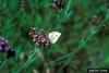 Cabbage White Butterfly (Pieris rapae)