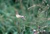 Cabbage White Butterfly (Pieris rapae)