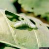 Cabbage White Butterfly (Pieris rapae) caterpillar