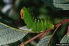 Polyphemus Moth caterpillar (Antheraea polyphemus)