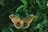 Polyphemus Moth (Antheraea polyphemus)