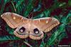 Polyphemus Moth (Antheraea polyphemus)