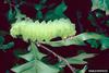 Polyphemus Moth (Antheraea polyphemus) caterpillar