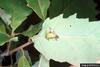 Polyphemus Moth (Antheraea polyphemus) caterpillar