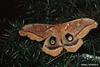 Polyphemus Moth (Antheraea polyphemus)
