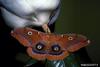 Polyphemus Moth (Antheraea polyphemus)