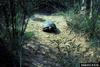 Gopher Tortoise (Gopherus polyphemus)