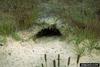 Gopher Tortoise (Gopherus polyphemus) burrow