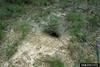 Gopher Tortoise (Gopherus polyphemus) burrow