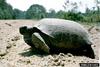 Gopher Tortoise (Gopherus polyphemus)