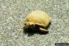 Gopher Tortoise (Gopherus polyphemus)