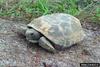 Gopher Tortoise (Gopherus polyphemus)