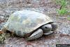 Gopher Tortoise (Gopherus polyphemus)