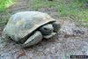 Gopher Tortoise (Gopherus polyphemus)