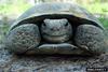 Gopher Tortoise (Gopherus polyphemus)