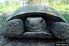 Gopher Tortoise (Gopherus polyphemus)