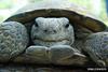 Gopher Tortoise (Gopherus polyphemus)