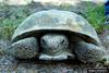 Gopher Tortoise (Gopherus polyphemus)