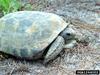 Gopher Tortoise (Gopherus polyphemus)