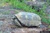 Gopher Tortoise (Gopherus polyphemus)