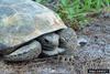 Gopher Tortoise (Gopherus polyphemus)