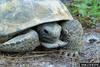 Gopher Tortoise (Gopherus polyphemus)