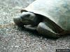 Gopher Tortoise (Gopherus polyphemus)