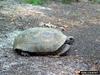 Gopher Tortoise (Gopherus polyphemus)