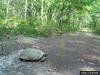 Gopher Tortoise (Gopherus polyphemus)