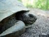 Gopher Tortoise (Gopherus polyphemus)