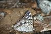 Hackberry Emperor (Asterocampa celtis)