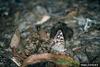 Hackberry Emperor (Asterocampa celtis)