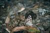 Hackberry Emperor (Asterocampa celtis)