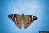 Hackberry Emperor (Asterocampa celtis)