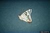 Hackberry Emperor (Asterocampa celtis)