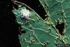 Hackberry Emperor (Asterocampa celtis) eggs