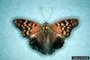 Tawny Emperor (Asterocampa clyton)