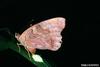 Tawny Emperor (Asterocampa clyton) laying eggs