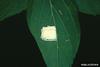Tawny Emperor (Asterocampa clyton) eggs